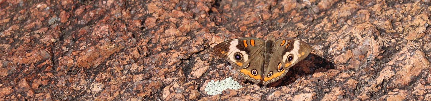 A tan butterfly with large spots poses on pink granite.Buckeye butterflies are just one of a variety of butterfly species to call Wichita Mountains home.