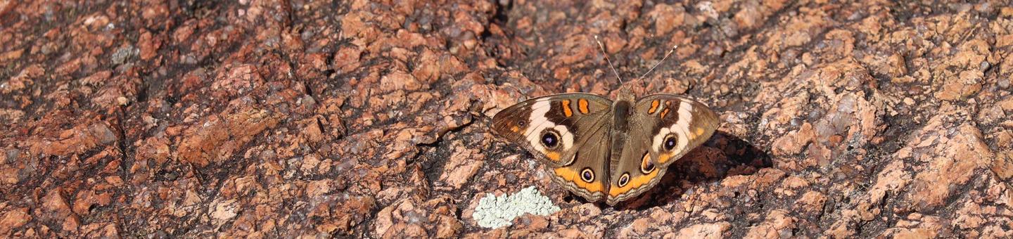 A tan butterfly with large spots poses on pink granite.Buckeye butterflies are just one of a variety of butterfly species to call Wichita Mountains home.