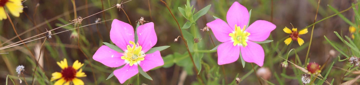 Pink flowers display themselves alongside smaller yellow flowers.Wildflowers dot the prairies in the spring and fall.