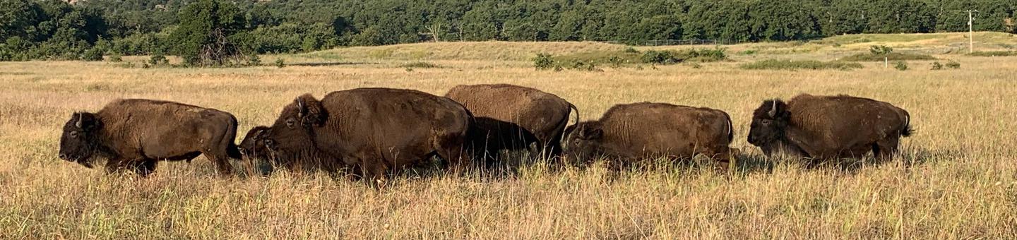 A small herd of brown bison move across the plains.Herds of bison freely roam the prairies at Wichita Mountains.