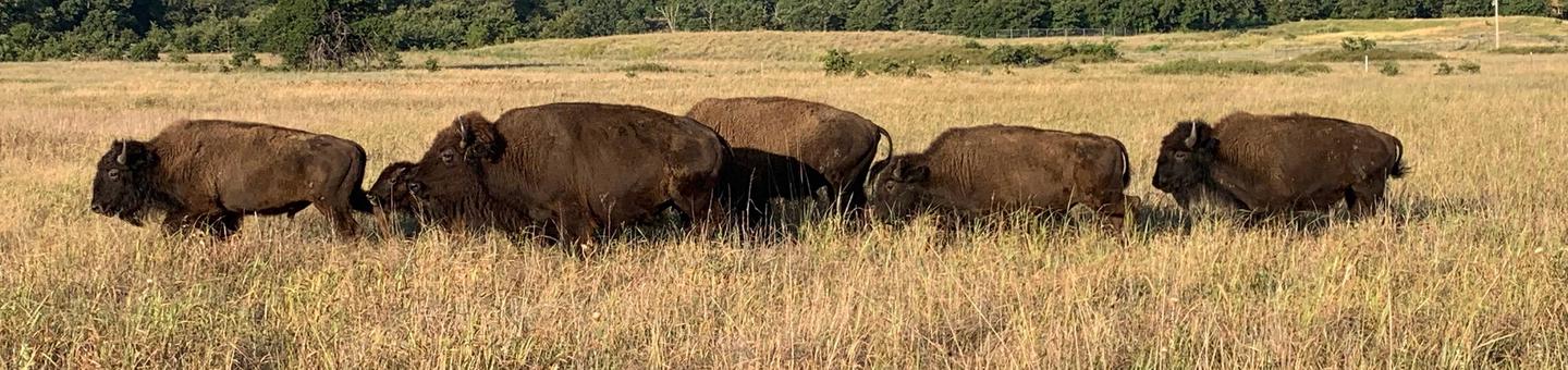 A small herd of brown bison move across the plains.Herds of bison freely roam the prairies at Wichita Mountains.