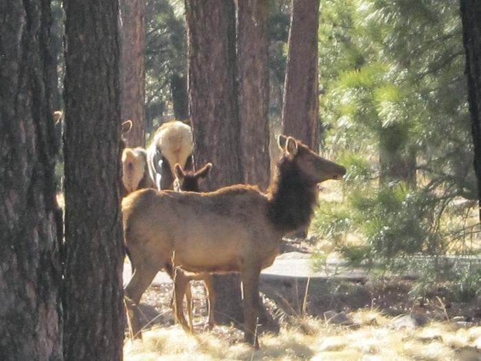 Elk in SPILLWAY Campground (AZ)Elk grazing at Woods Canyon Lake