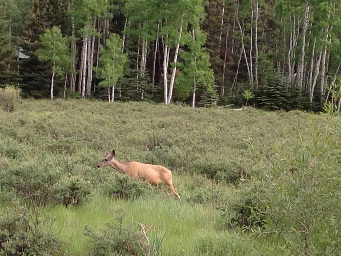 Deer at Elk Creek Campground