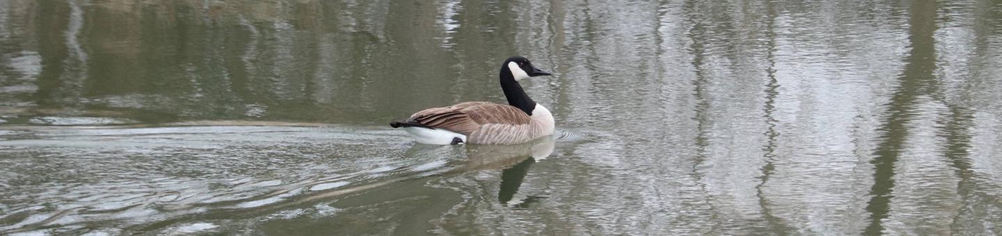 A wild goose with a black head and neck, white cheeks, and a brown body swims across one of the many lakes at Wichita Mountains.Canada goose is one of many birds species found within the Wichita Mountains.