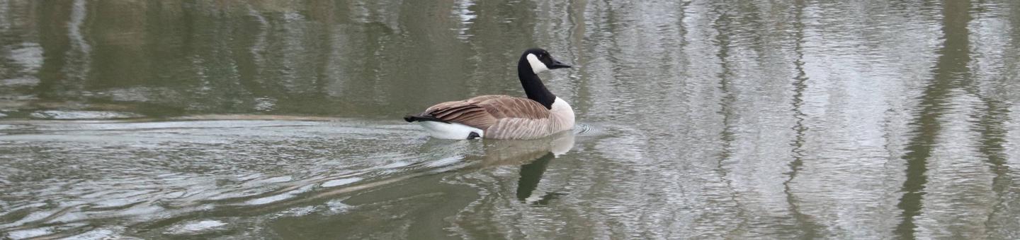 A wild goose with a black head and neck, white cheeks, and a brown body swims across one of the many lakes at Wichita Mountains.Canada goose is one of many birds species found within the Wichita Mountains.