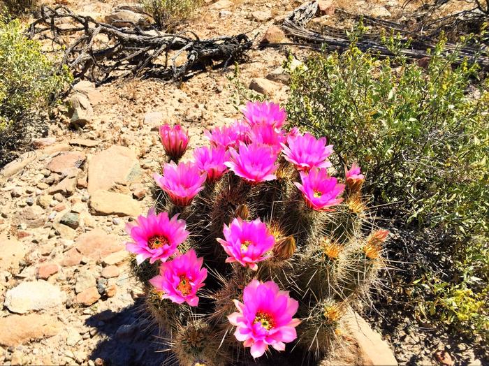 A hedgehog cactus with pink flowers.Visit in spring and summer to see the cacti in bloom!