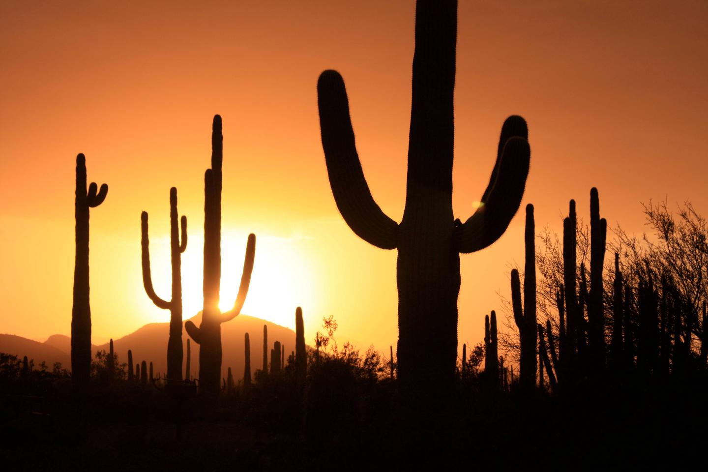 Saguaros at sunset.The saguaros are sad to see you go when the day ends, so stay around awhile!