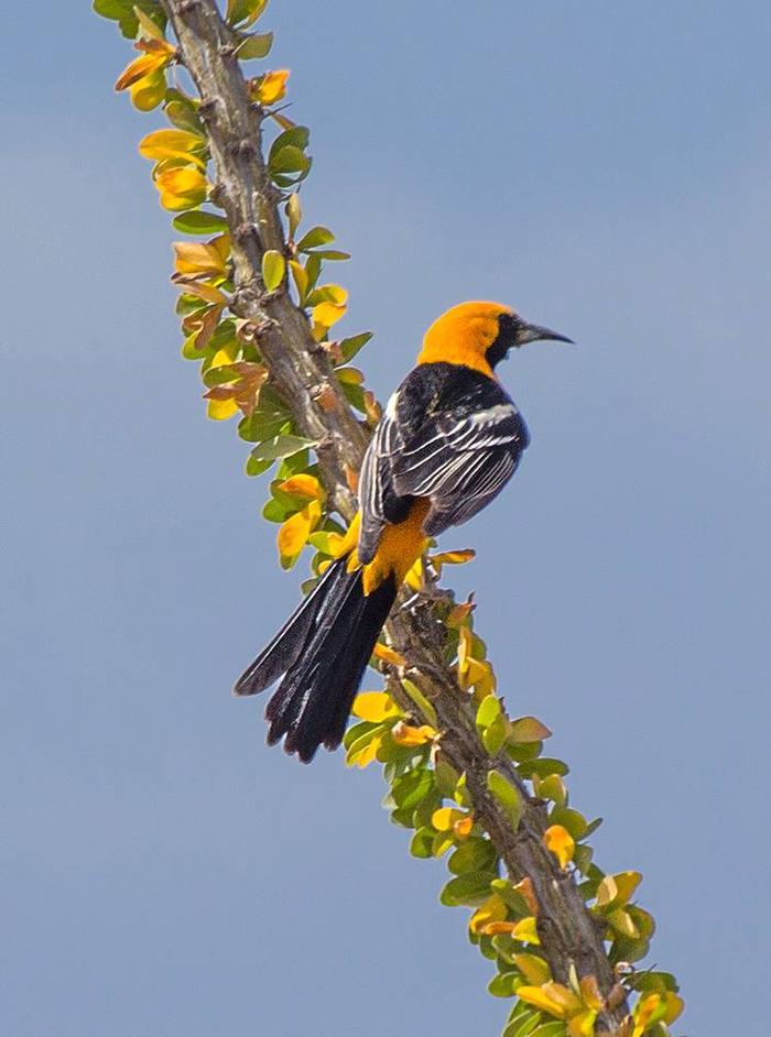 Hooded OrioleBirding is a Popular Activity at Chiricahua