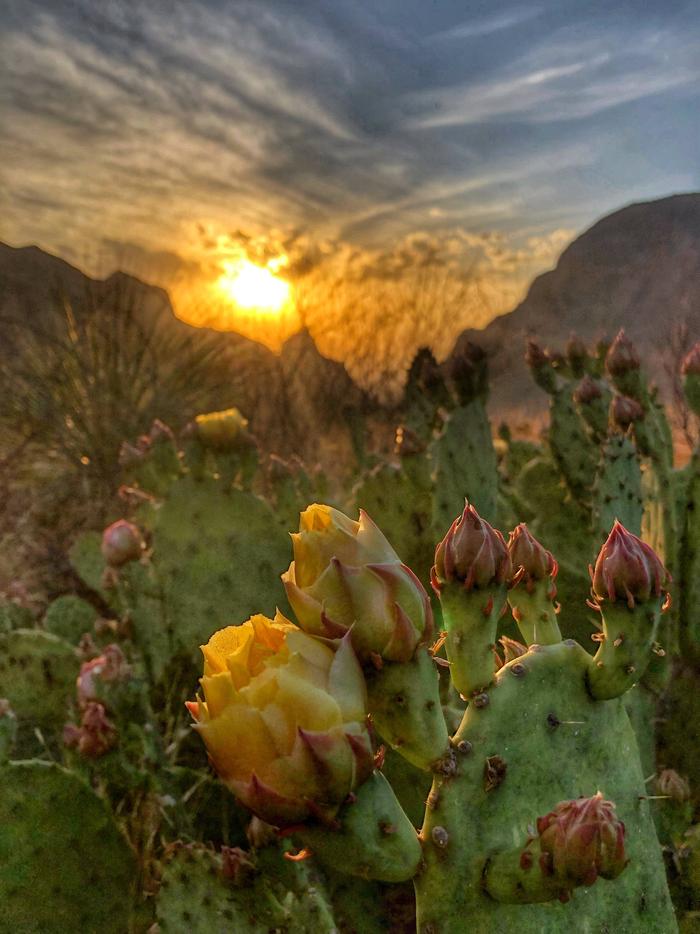 Diverse Plant Life Within Big Bend National ParkBig Bend National Park