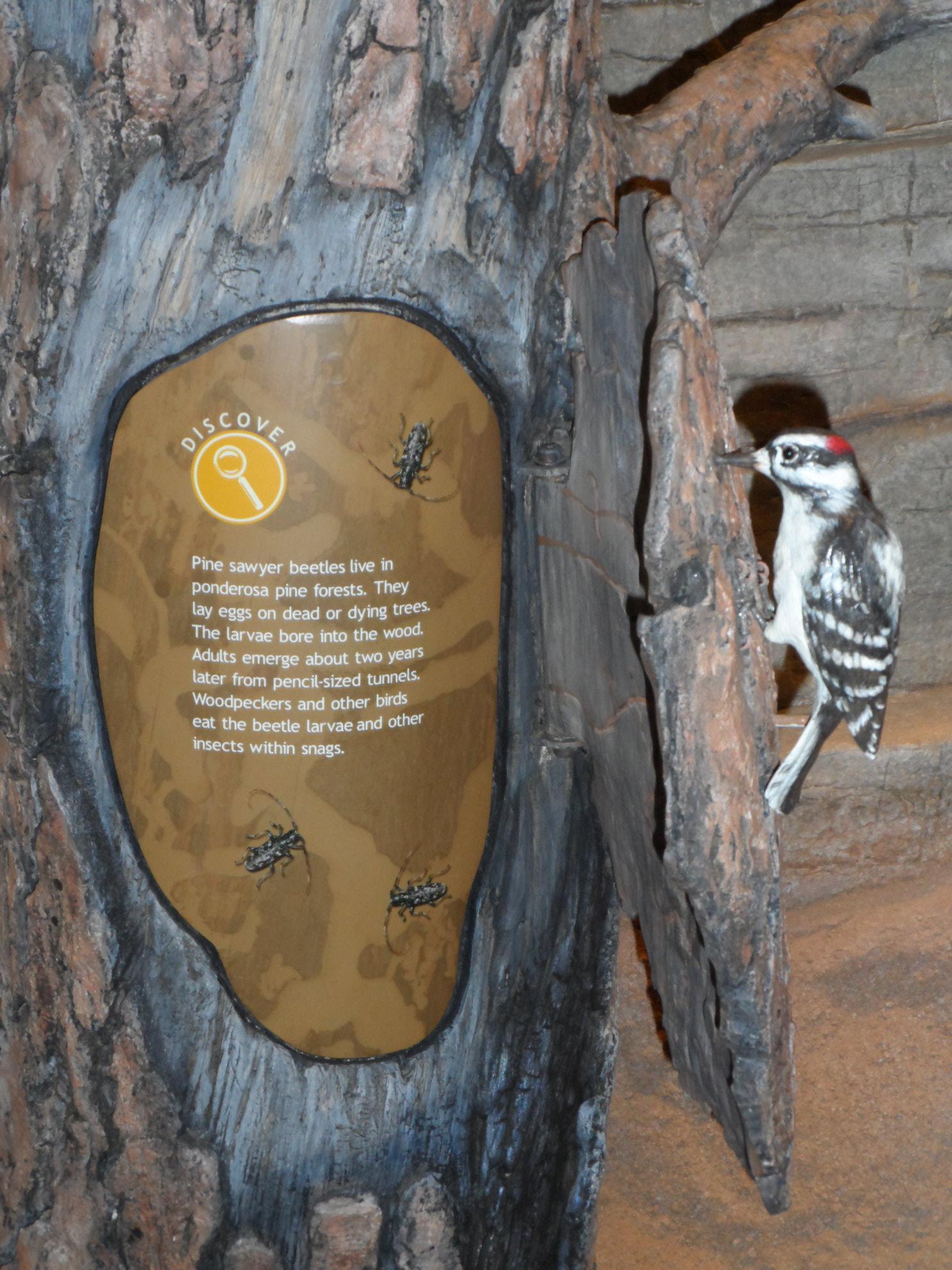 Engaging Exhibits Capture Attention