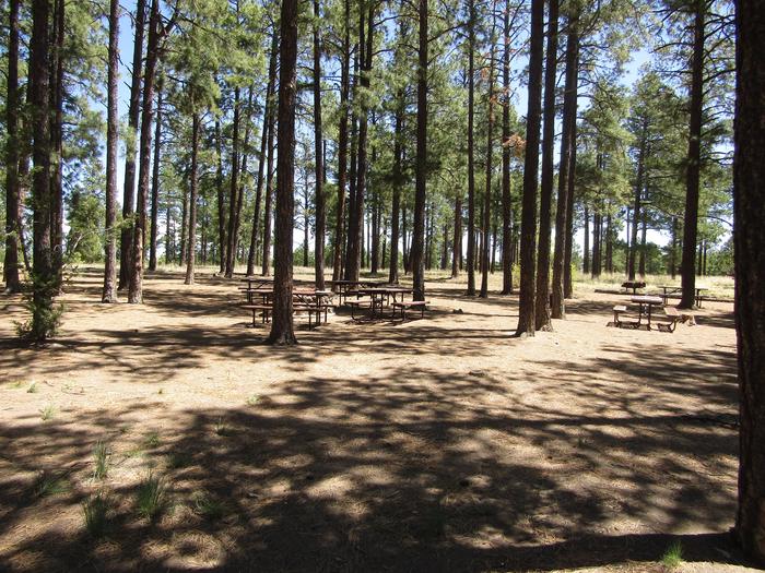 Picnic tables surrounded by pine treesCampsite B at Ponderosa Group Campground.