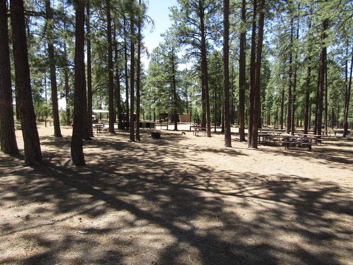 Picnic tables, grills, and campfire ring beneath ponderosa pinesCampsite B at Ponderosa Group Campground includes several picnic tables and grills, a stone campfire ring, access to a covered cooking shelter, vault toilets, ample space for several tents, food lockers, and lots of shade.