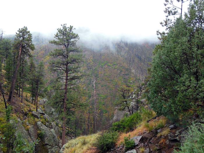 View of a tree covered mountainside with the peak obscured by fogView from Upper Crossing. Bandelier is home to over 70 miles of trails, much of which is accessible from the trailhead located at Ponderosa Group Campground
