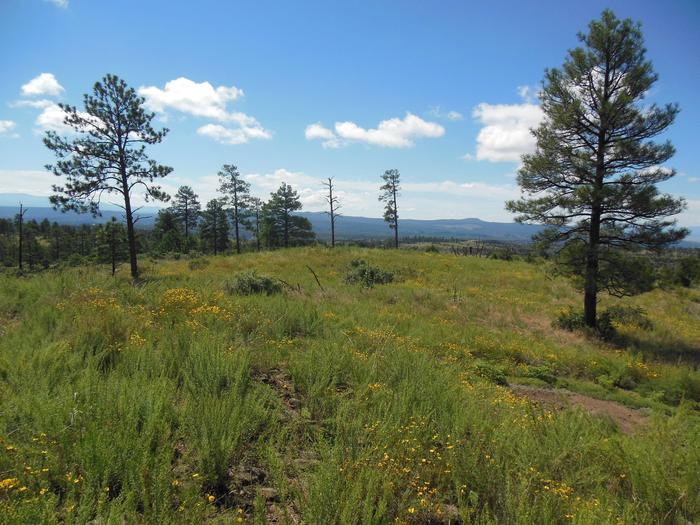 Mountain meadow with blooming flowers and scattered pinesPonderosa Group Campground is a short drive from other park trailheads where hikers can experience the high-country at Bandelier. 