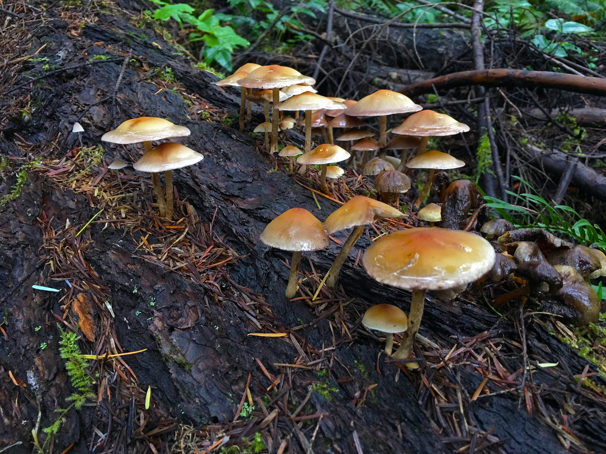 Mushrooms atop a decaying log near the North Umpqua Trail. 
