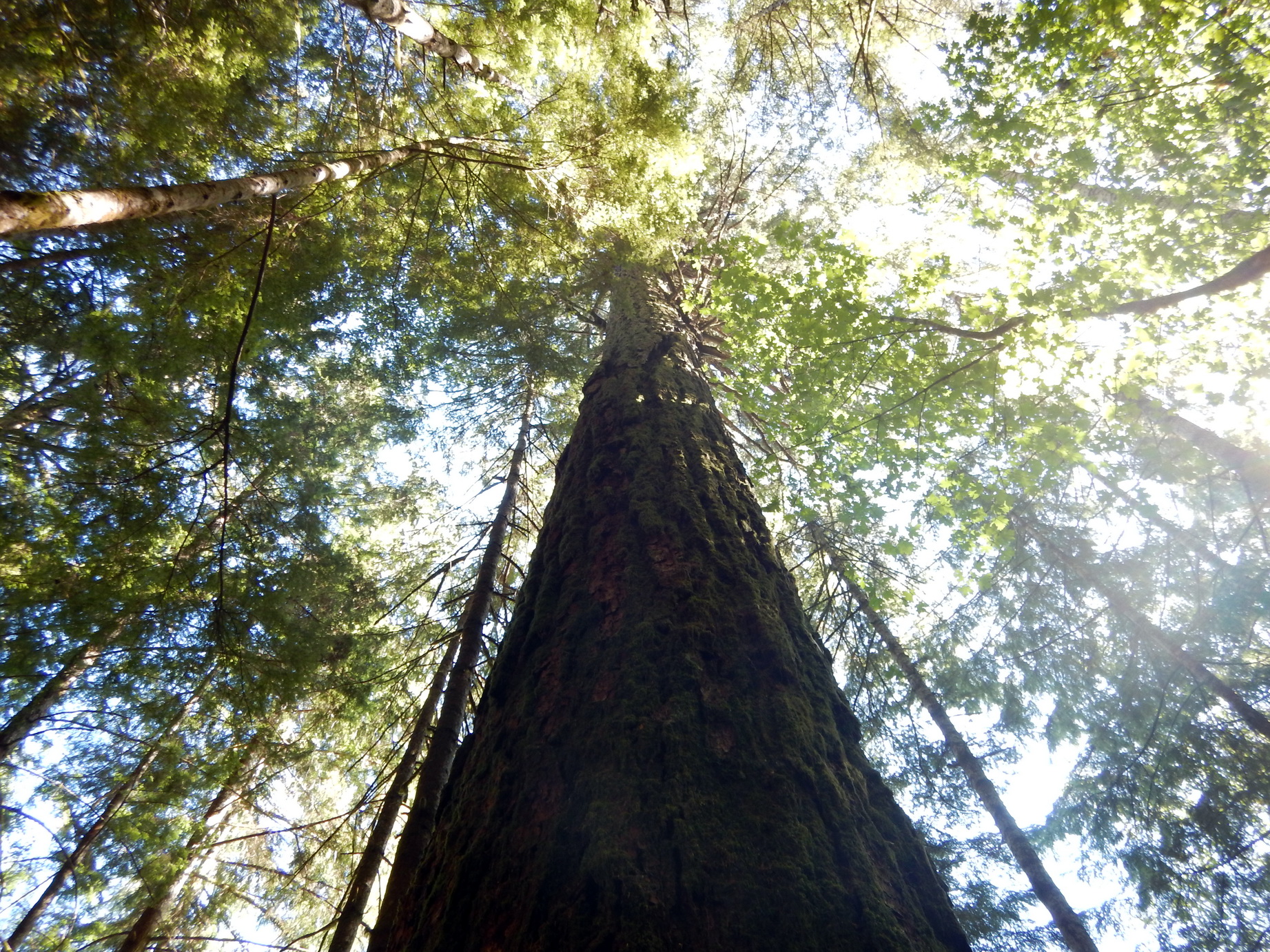 View up close of a large old growth Douglas Fir tree