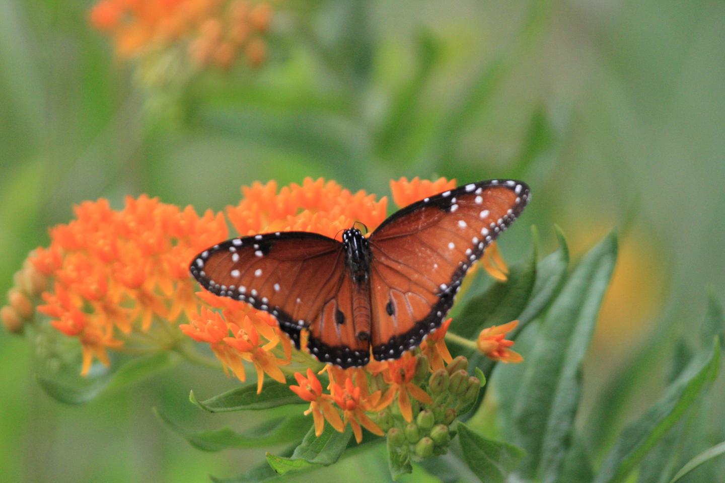 A magnificent orange butterfly resting on stunning orange flowers.