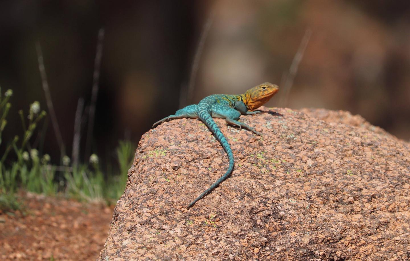 A colorful lizard sits atop a boulder.Wichita Mountains is home to a variety of creatures including the colorful eastern collared lizard (Crotaphytus collaris).