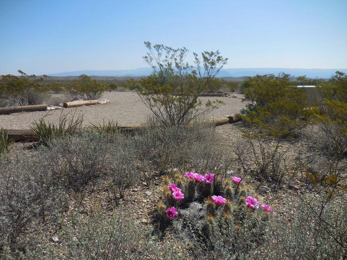 Desert vegetation near KB-1 Campsite