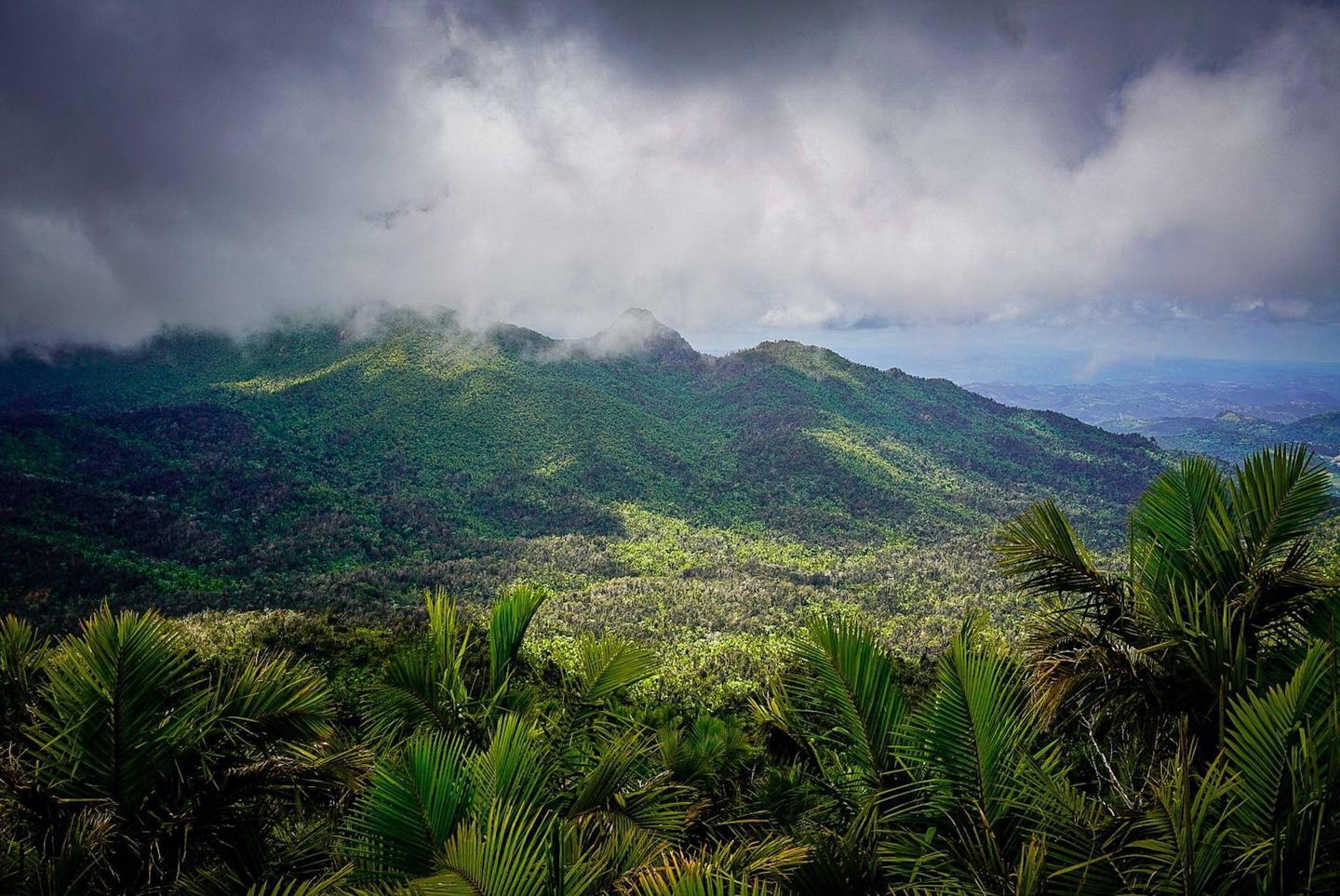 Las nubes se posan sobre el bosque tropical El Yunque.  Clouds settle in over El Yunque's tropical forest.Las nubes se posan sobre el bosque tropical El Yunque.  
Clouds settle in over El Yunque's tropical forest.