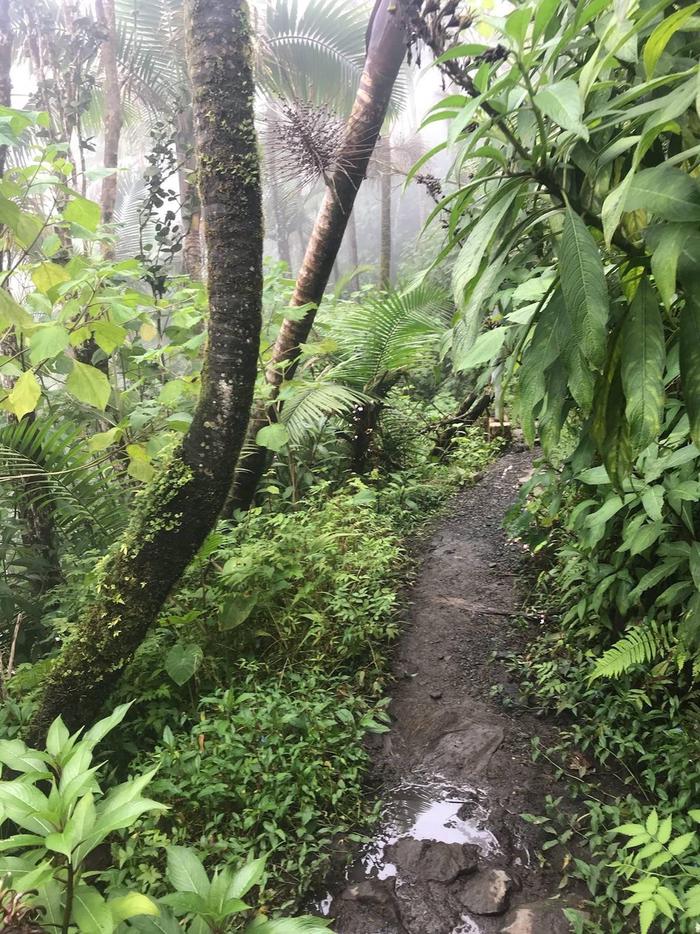 Una de las veredas del bosque tropical El Yunque. / A hiking trail leads into the El Yunque's tropical forest.