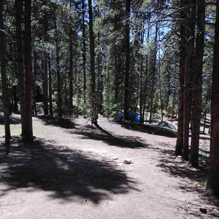 Silver Dollar Campground, site 14 clearing
