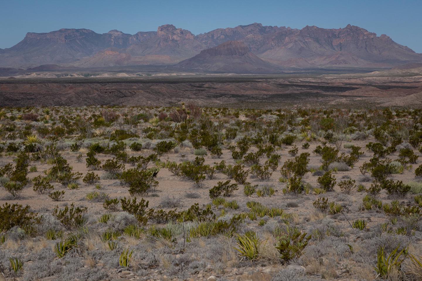 Mountains in the distance with desert foregroundDistant mountain views