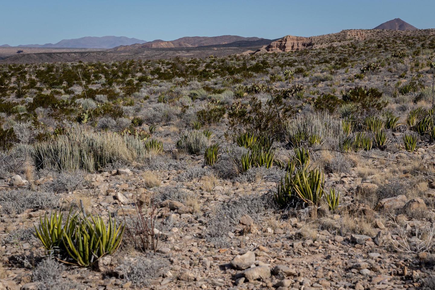 Desert plants with the mountains in the distanceDesert views 