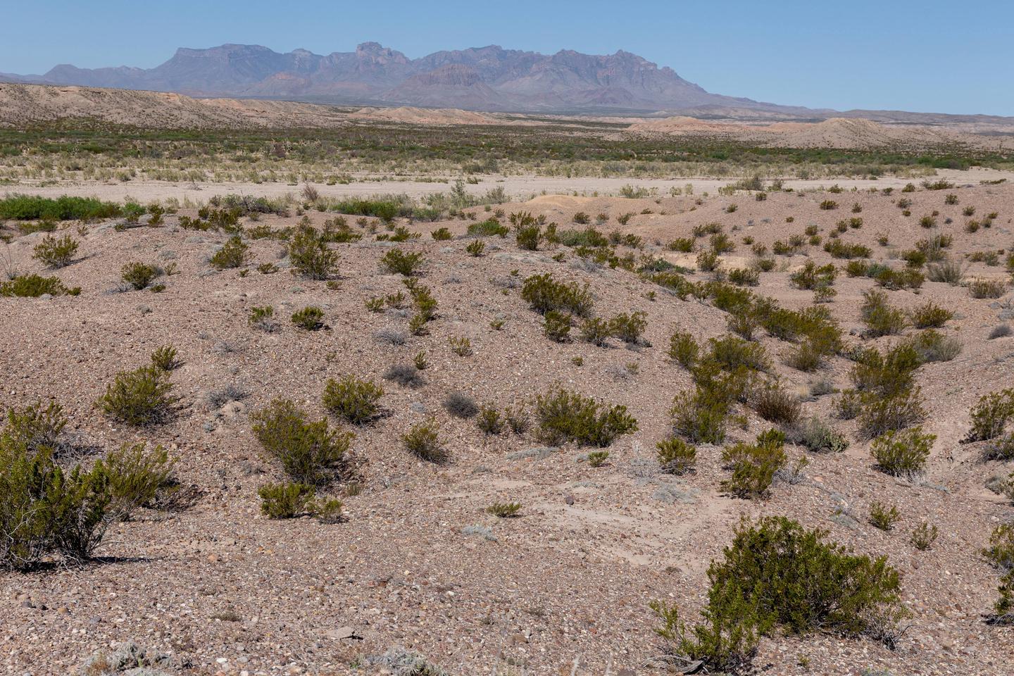 Desert plants with mountains in the distanceDesert views