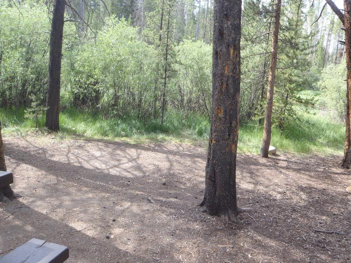 Silver Dollar Campground, site 2 clearing