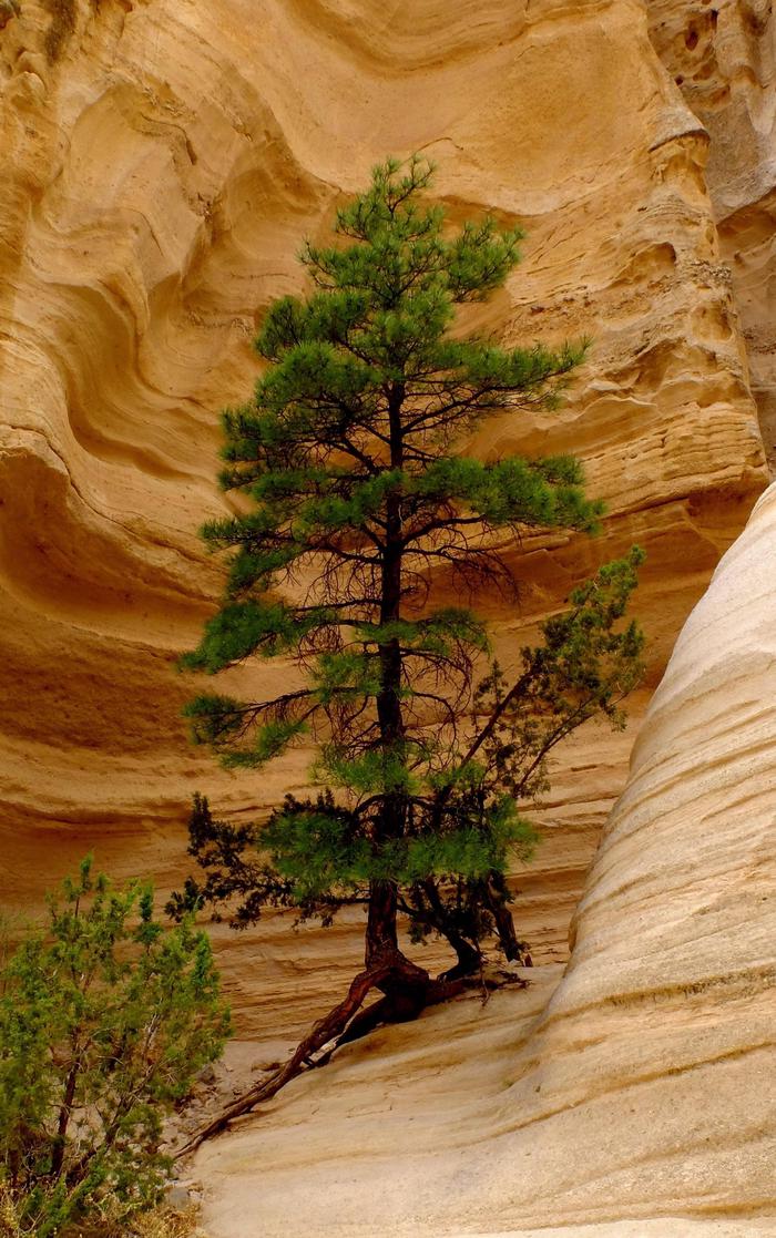 Pine tree grows from the rock at Kasha-Katuwe Tent Rocks National Monument