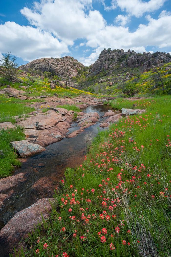 Wildflowers line a stream in the wilderness.