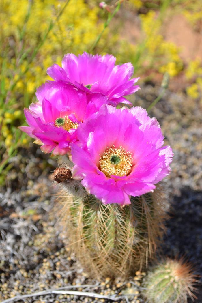 A brilliant pink cactus bloom.