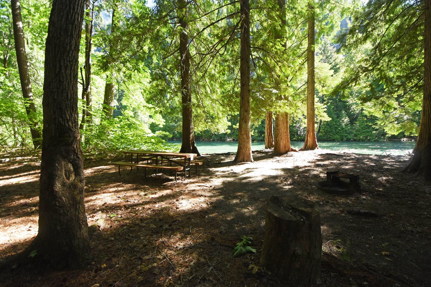 Campsite in cedar forest by riverHarlequin Site 6