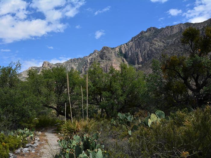 Pine Springs Campground, Guadalupe Mountains National Park - Recreation.gov