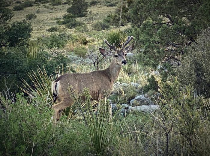 Male mule deer among Chihuahuan Desert scrub.Mule Deer regular visitor in the Pine Springs area.