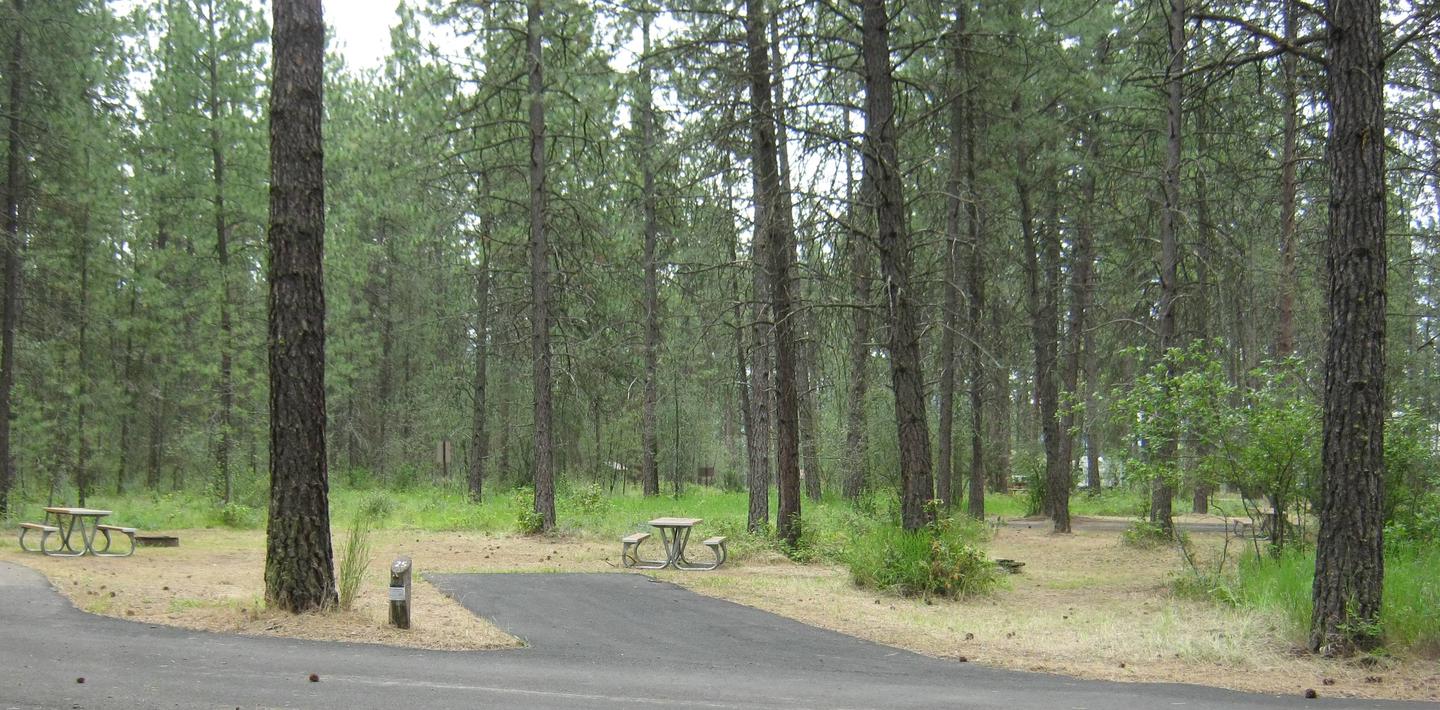 Site 25, back inSite 25, Back in, Pine trees in background