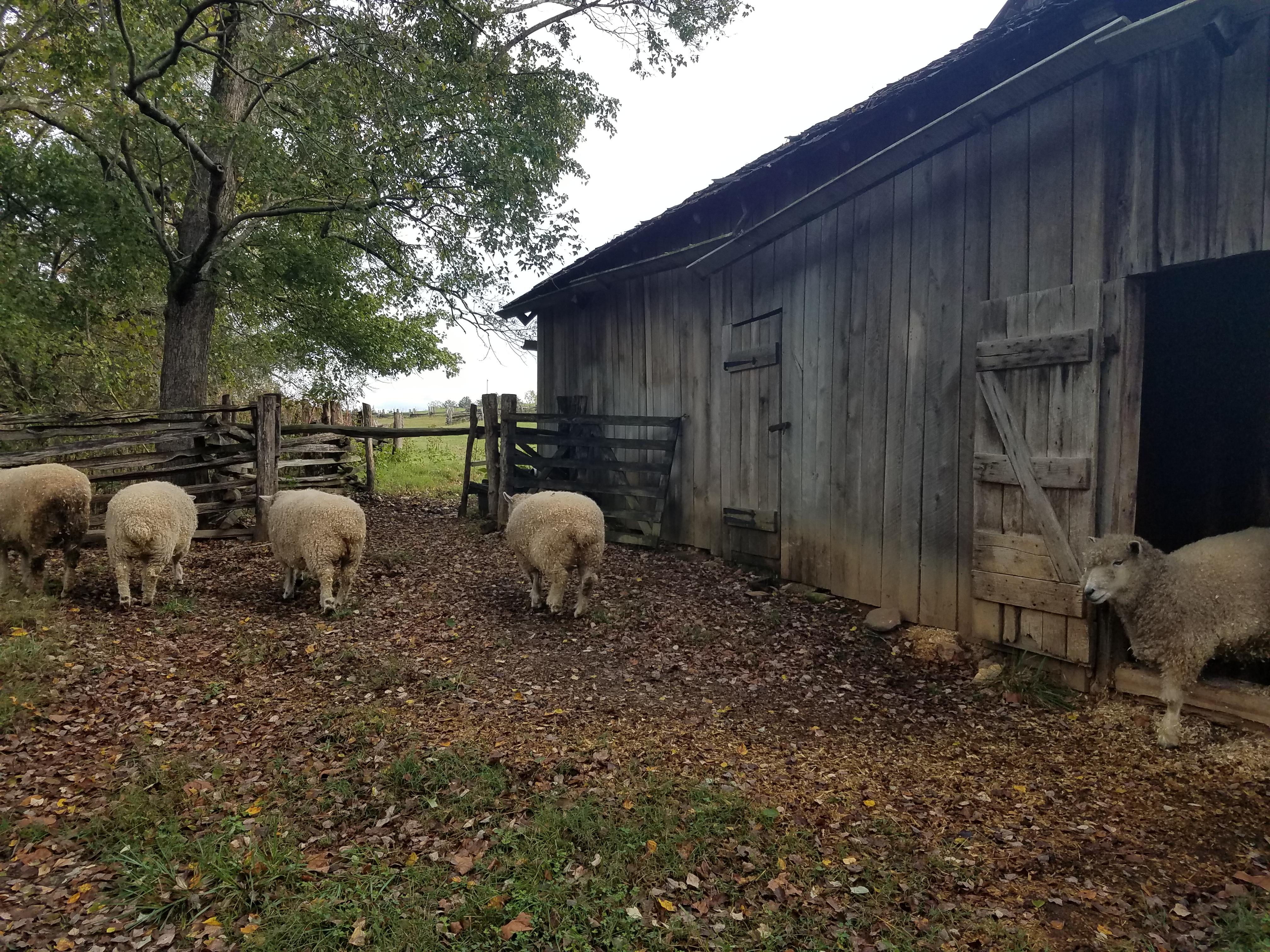 Sheep at barn on farm