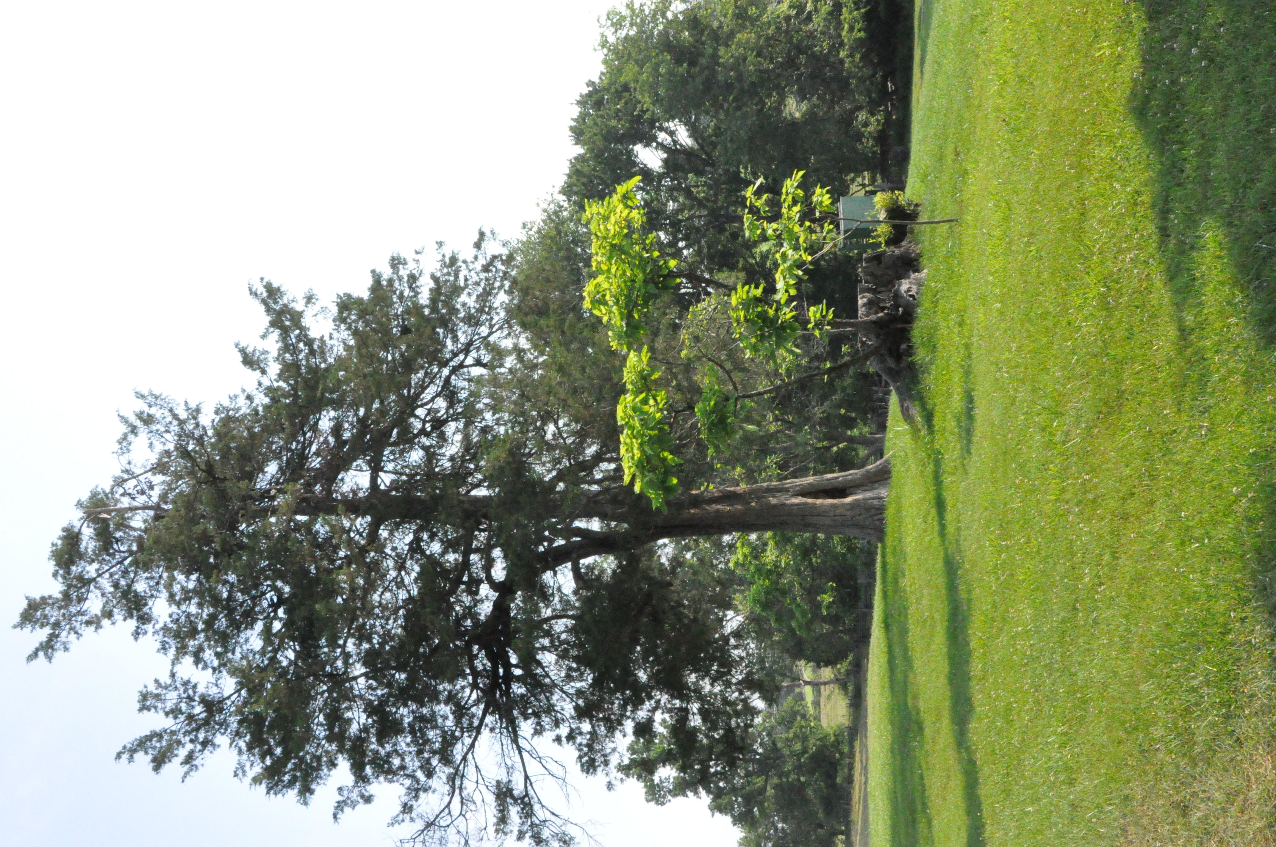 Historic Red Cedar Tree (Juniper) in historic area near Big House outline