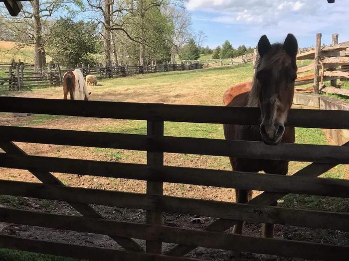 Horse peeping over fence with other horse in pasture