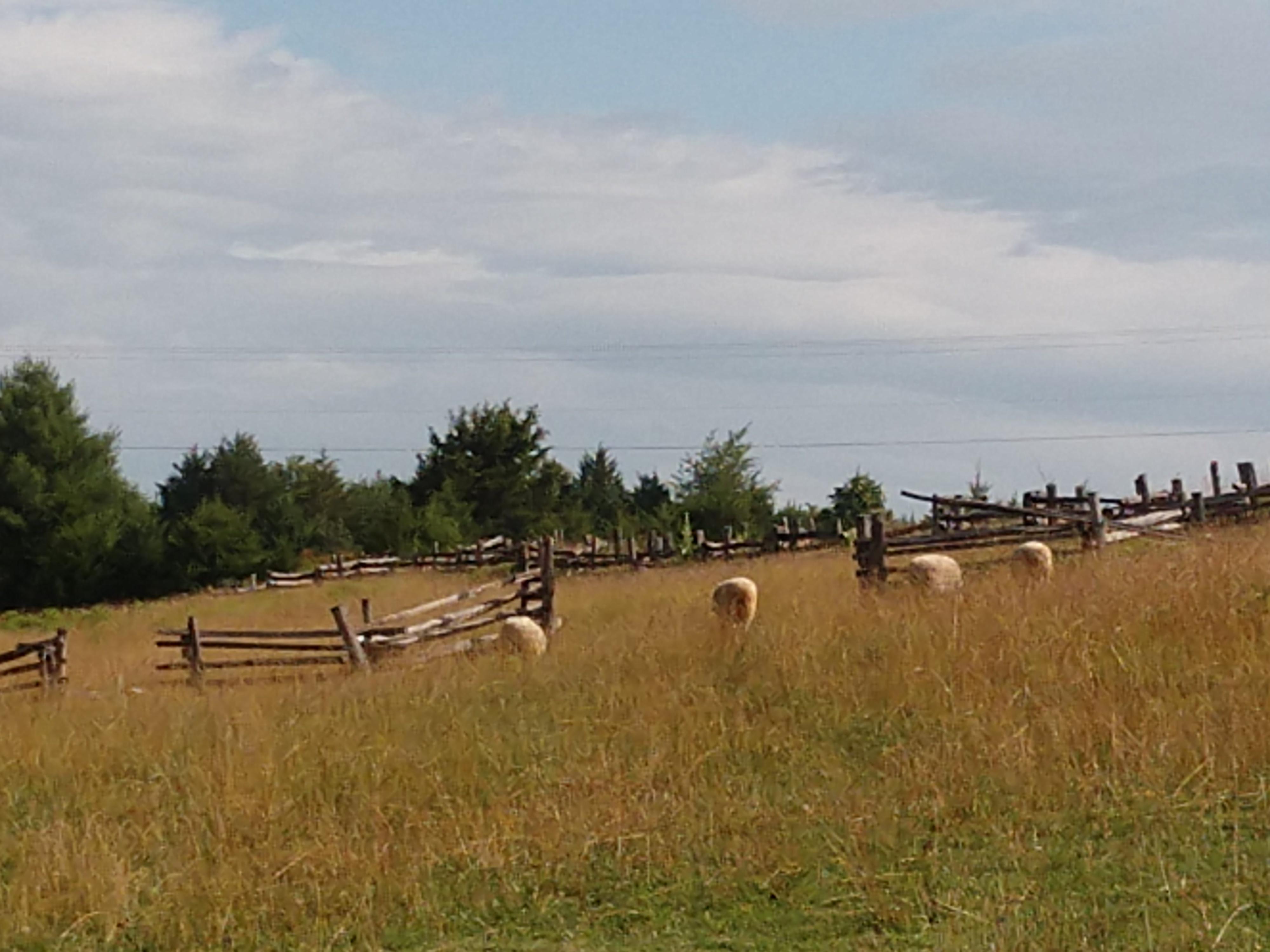 Sheep in the field