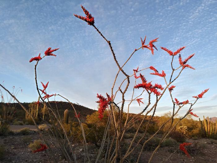 Twin Peaks Campground Ocotillo BloomAn ocotillo in bloom in the campground.