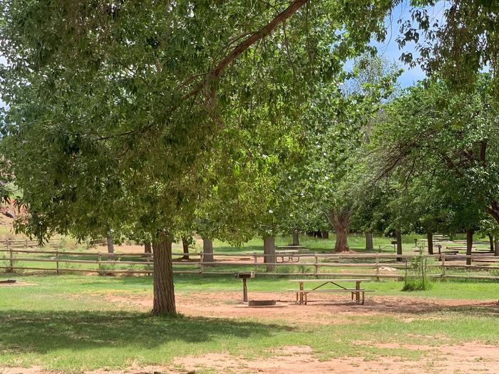 A picnic table, fire pit, and grill are in the center of the image on a patch of dirt. The area is surrounded by grass. A tree is immediately to the left of the picnic table. Many trees are in the background.Site 43, Loop B in summer.
Walk-In Tent Site.