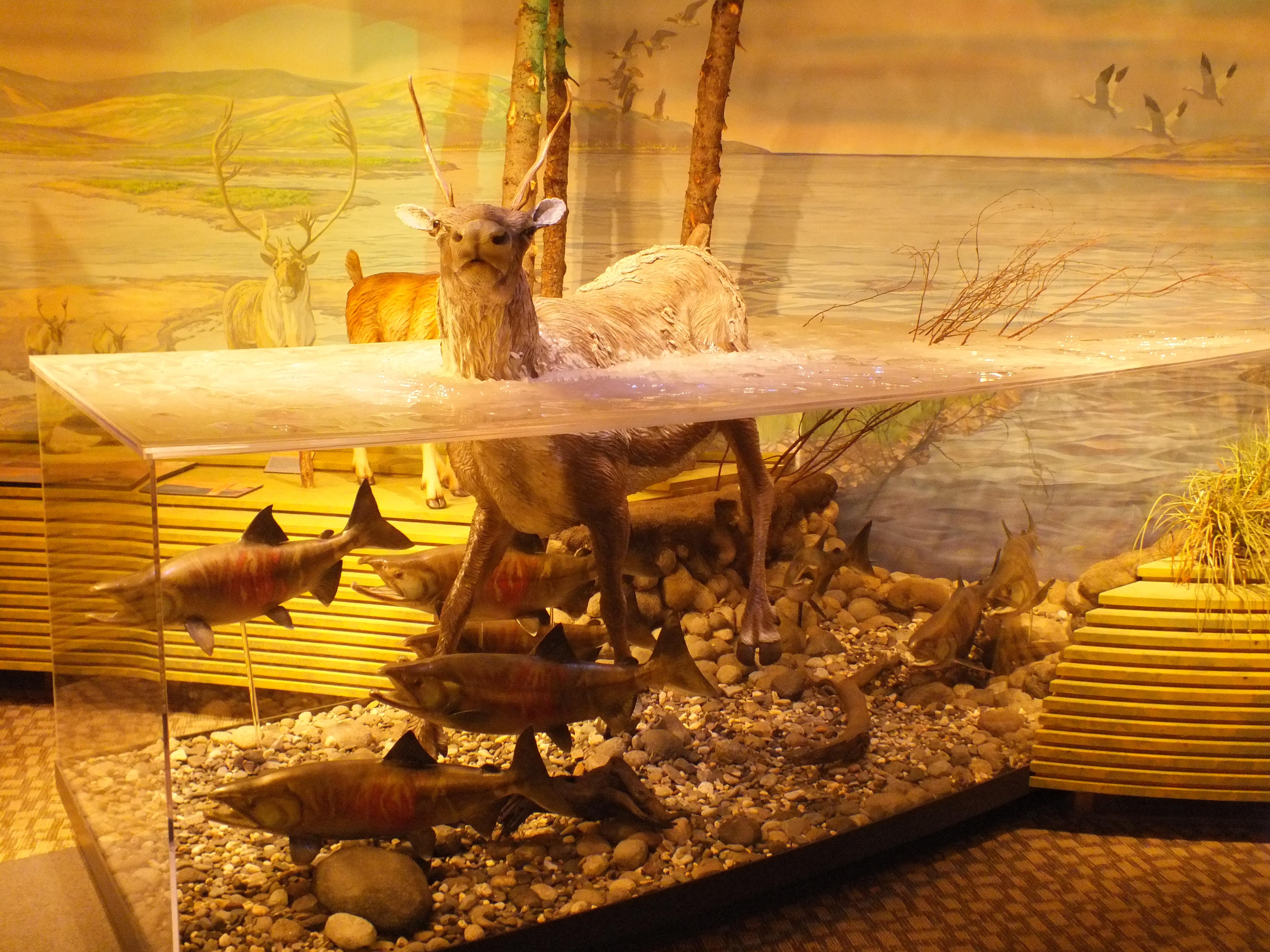 Museum displays