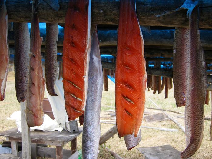 Fish on a Drying RackPike (left and right) and trout (middle) dry on a rack at a subsistence camp. The slash marks allow more air to circulate and dry the meat more quickly.