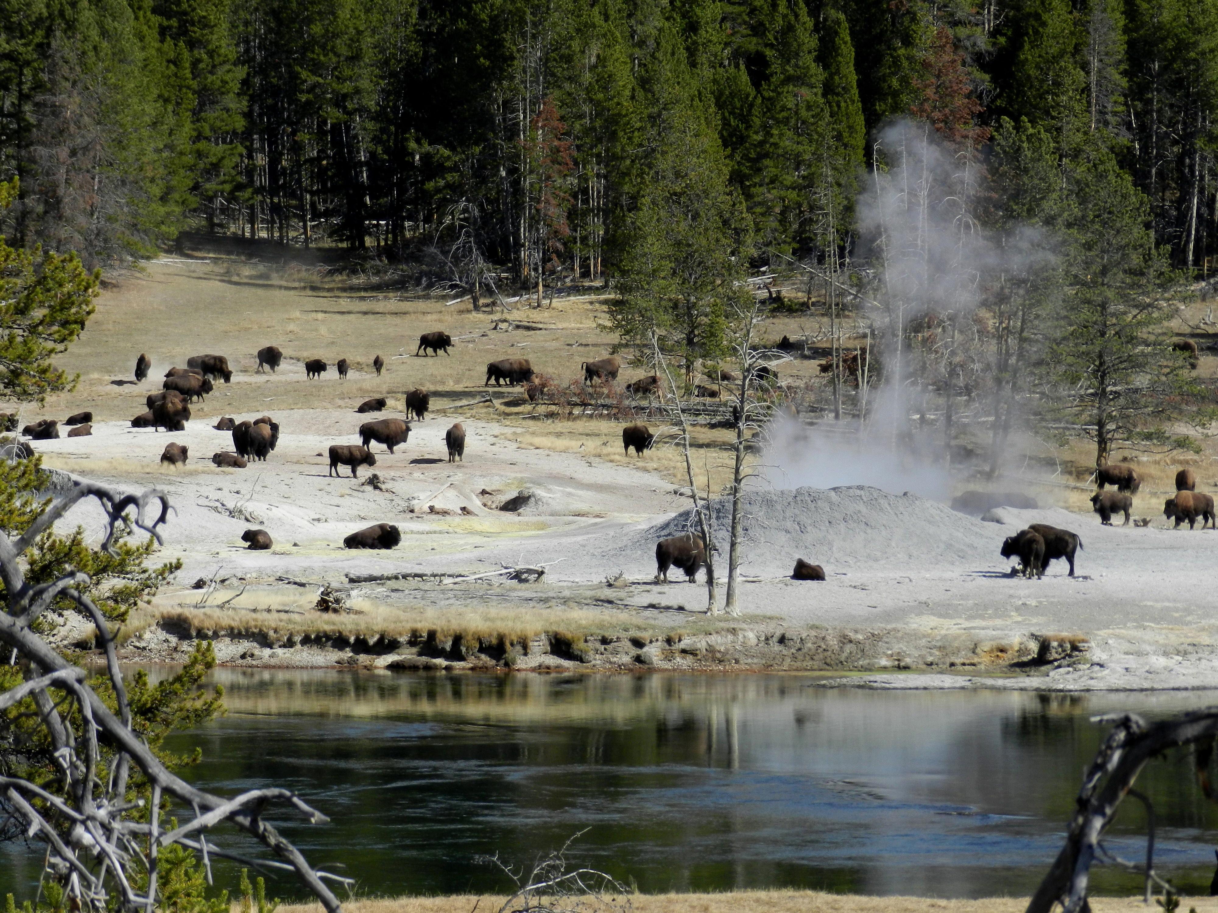 Bison herd in a thermal area