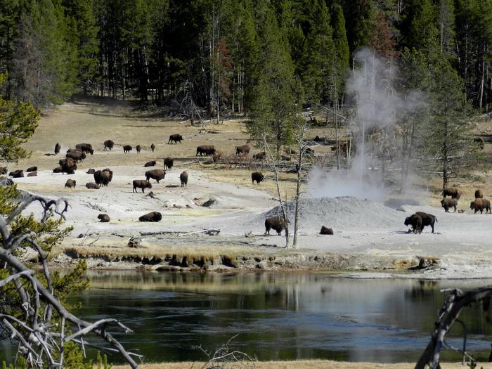 Bison herd in a thermal areaBison near Mud Volcano