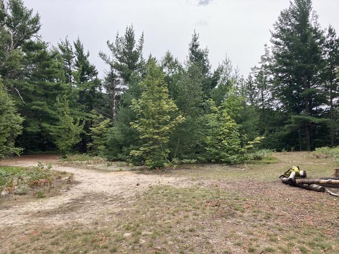 A clearing in the woods with sandy soil, trees, and grass.