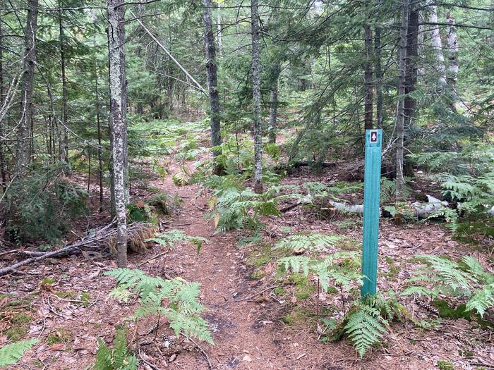 A green sign with an arrow pointing down a trail.