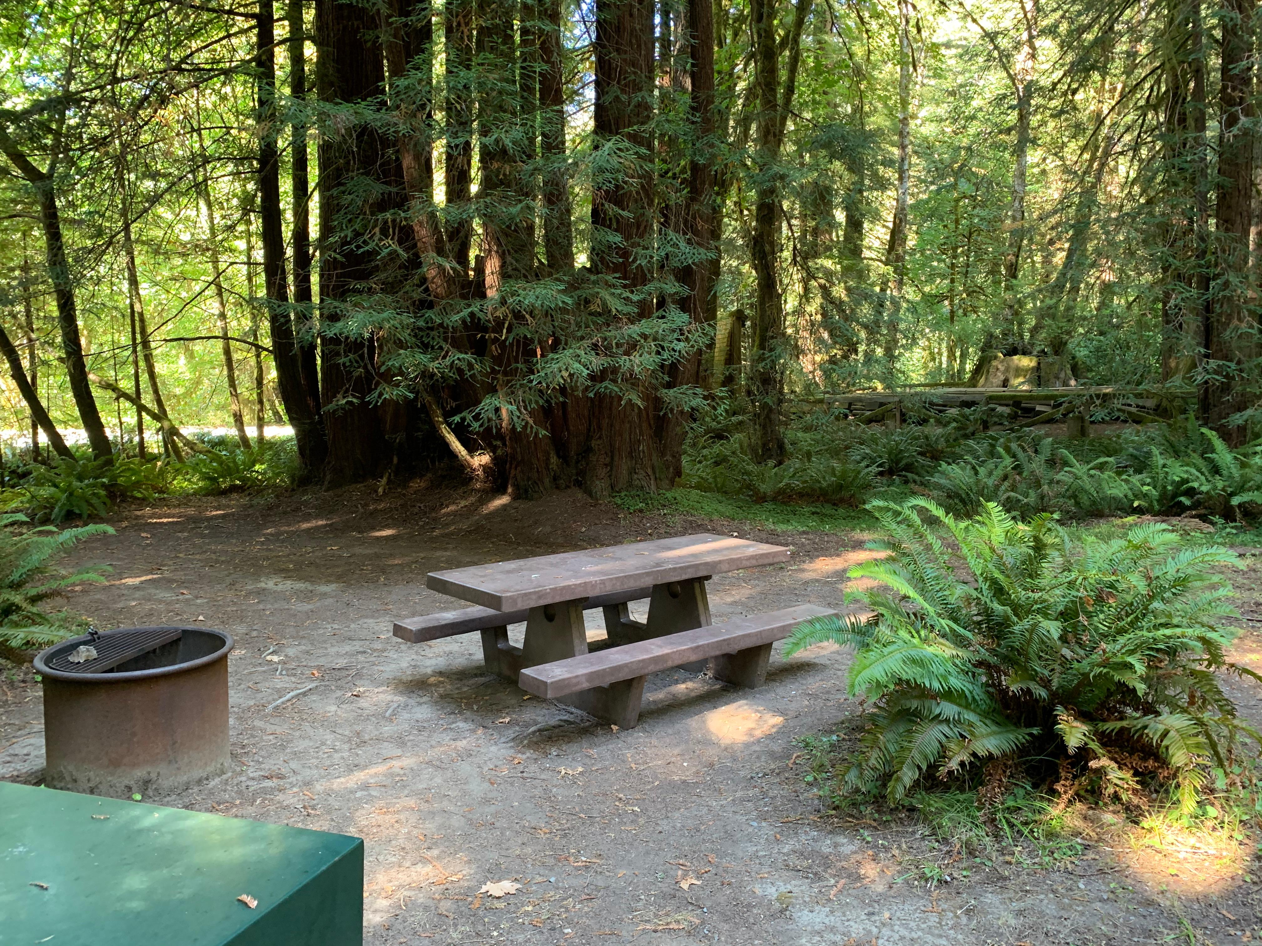 Mill Creek Campground - Del Norte Coast Redwoods State Park